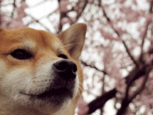 まめ