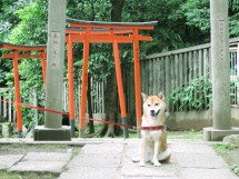 鳥居 まめ